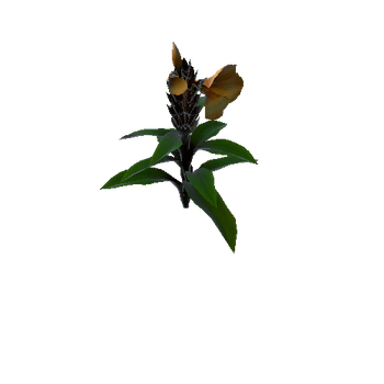 Flower cheilocostus speciosus5 1